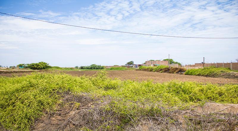 VENTA DE TERRENO DE 9315 M2 EN CARRETERA A PIMENTEL